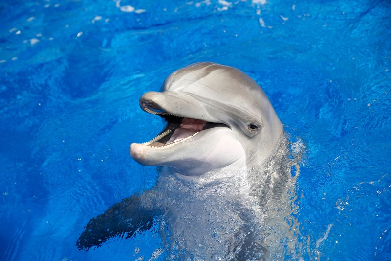 Delfin Marineland