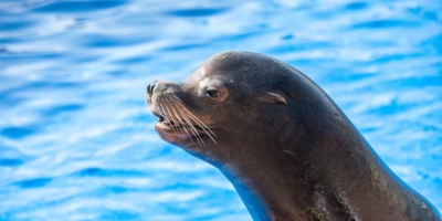 Afbeelding bij Sea lions