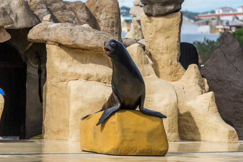 León Marino Marineland