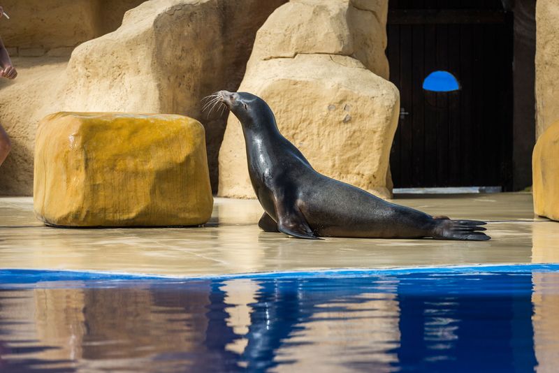 León Marino Marineland