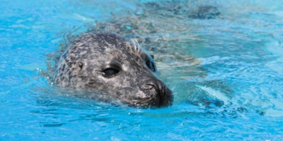 Afbeelding bij Harbour Seals