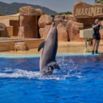 Delfines Marineland Catalunya