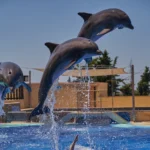 Delfines Marineland Catalunya