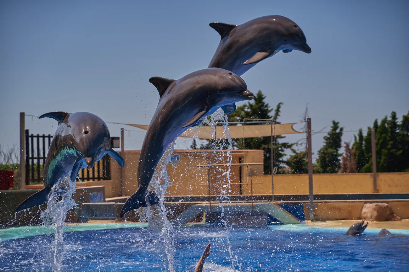 Delfines Marineland Catalunya