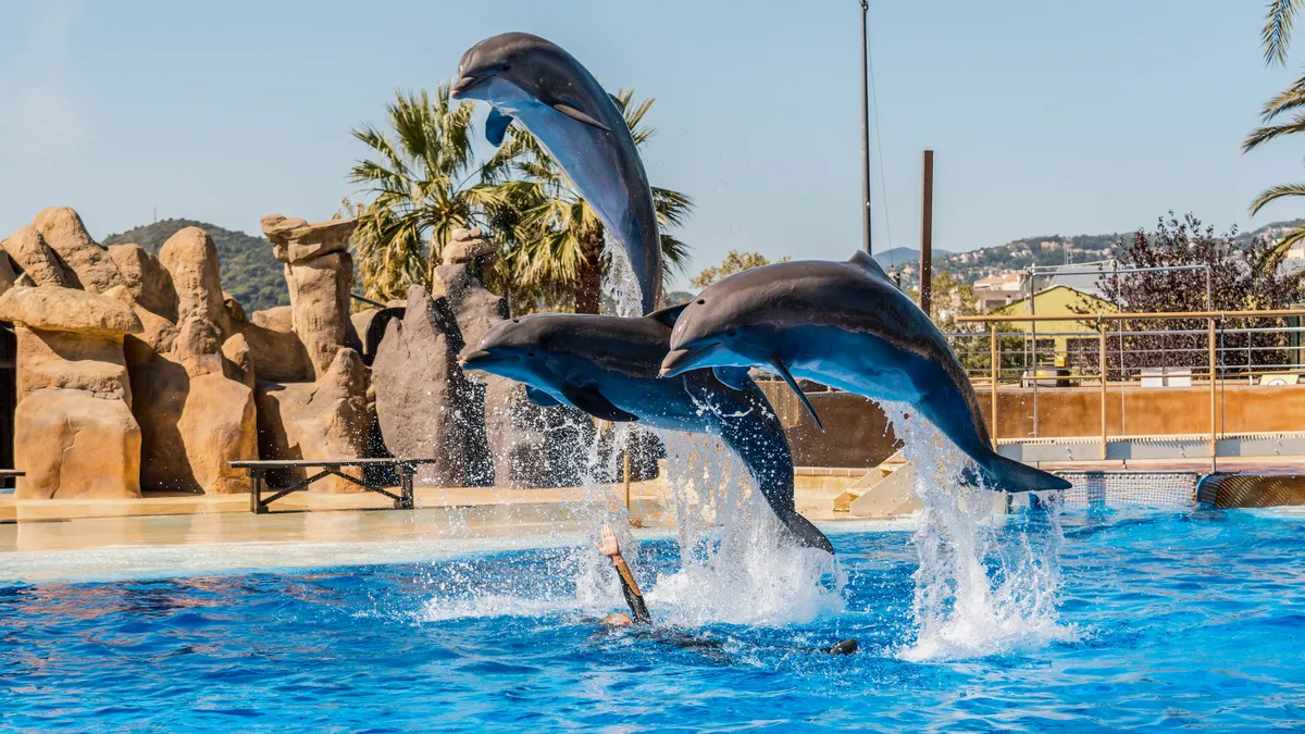 Delfines Marineland Catalunya