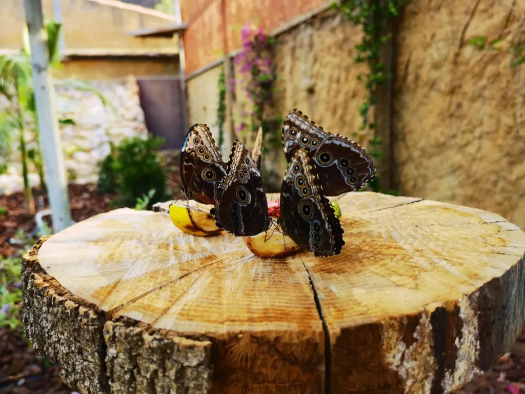 Jardín de las Mariposas Delfines Marineland Catalunya
