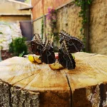 Jardín de las Mariposas Delfines Marineland Catalunya