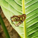 Jardín de las Mariposas Delfines Marineland Catalunya