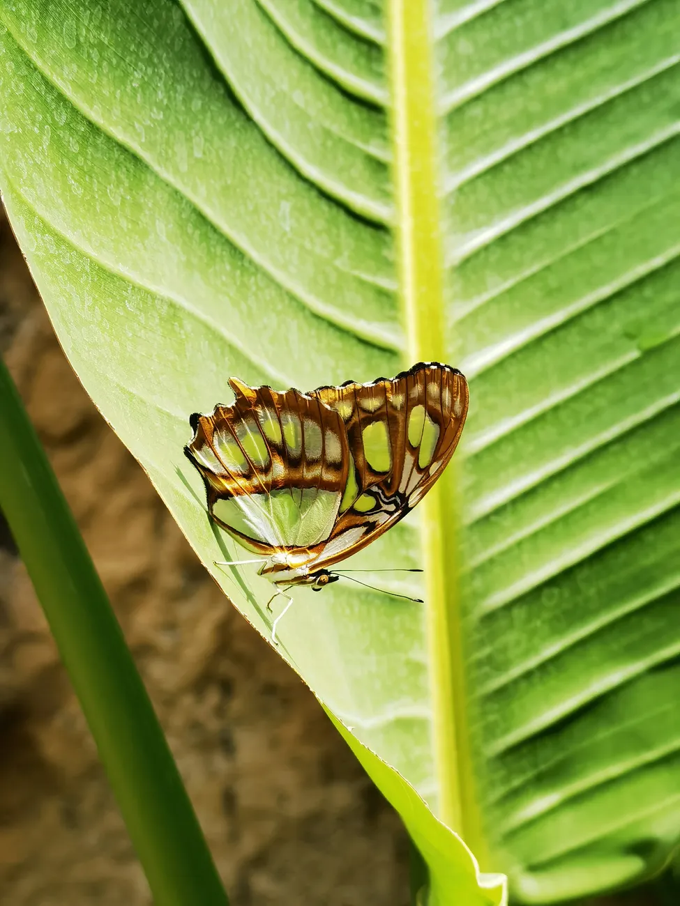 Jardín de las Mariposas Delfines Marineland Catalunya