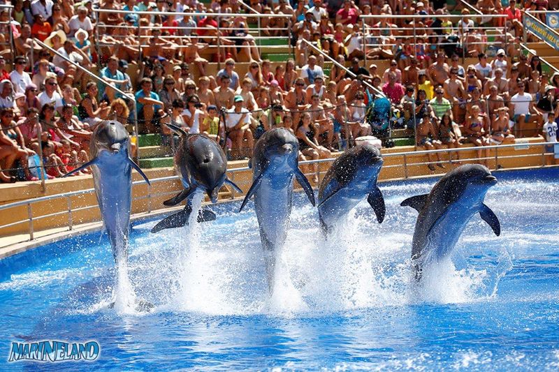 Exhibición Delfines