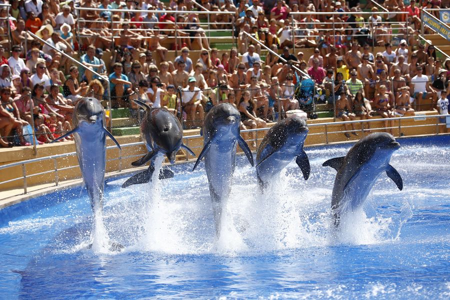 Exhibición de delfines