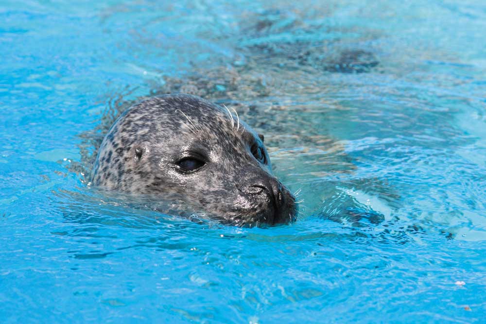 Focas Marineland Catalunya