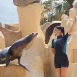 Exhibición de leones marinos