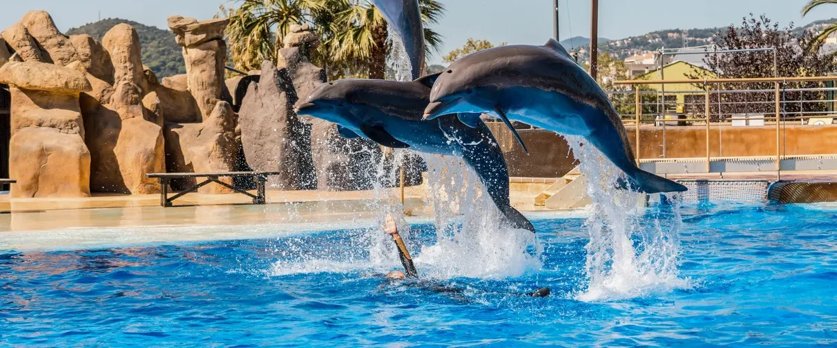 Delfines Marineland Catalunya