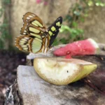 Jardín de las Mariposas Delfines Marineland Catalunya