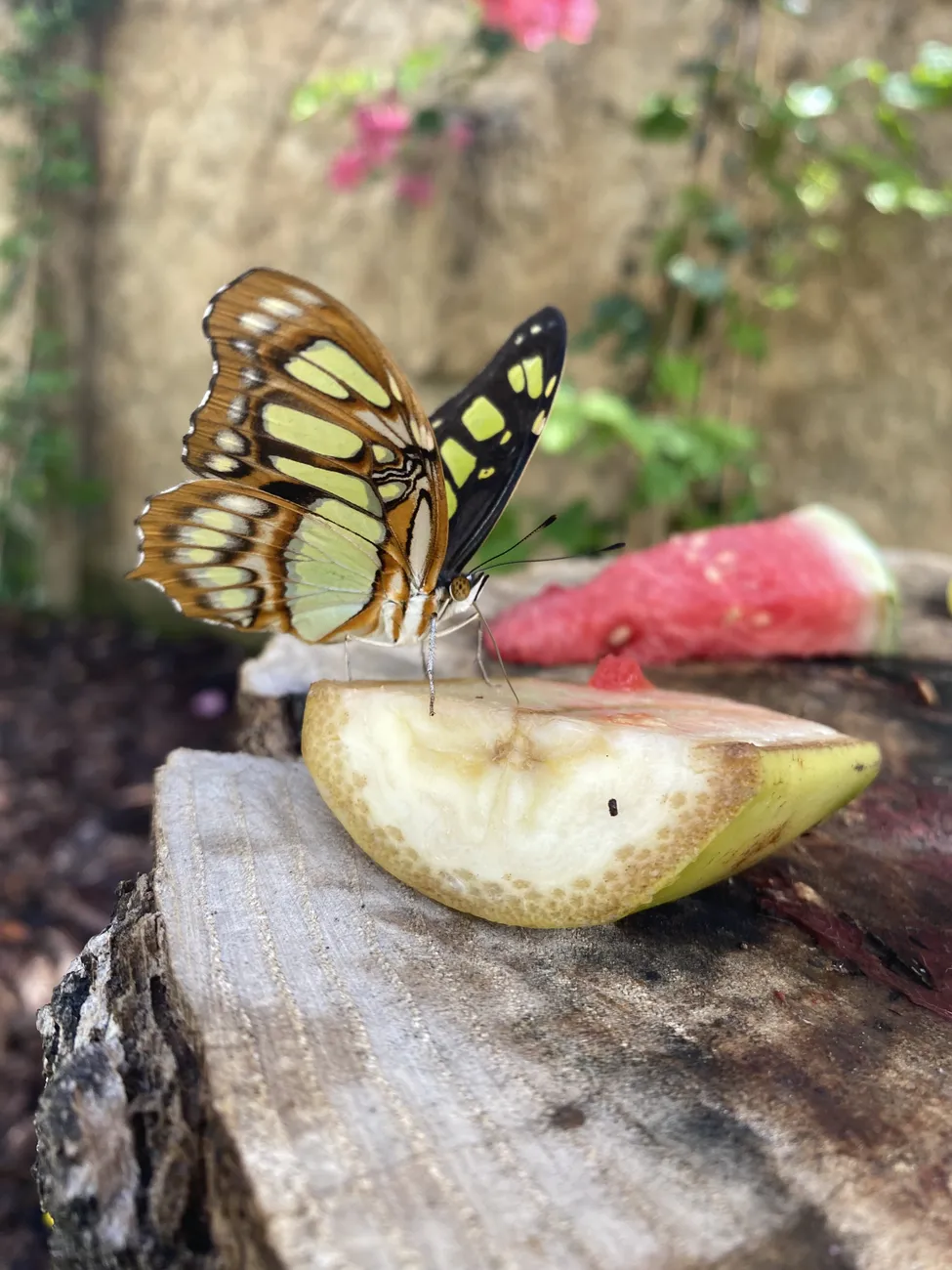 Jardín de las Mariposas Delfines Marineland Catalunya