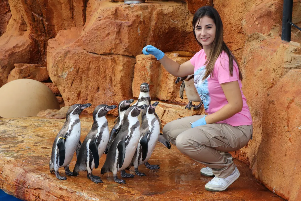 Alimentación de pingüinos