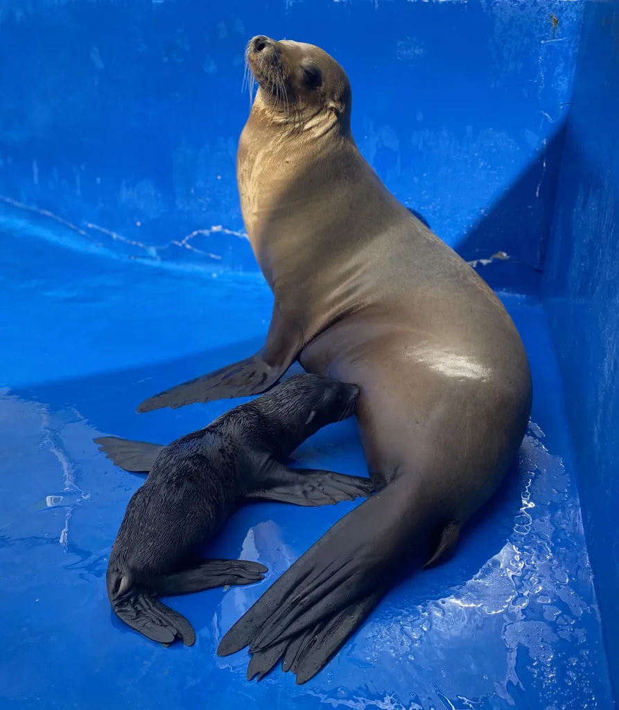 Leon Marino Marineland Mallorca