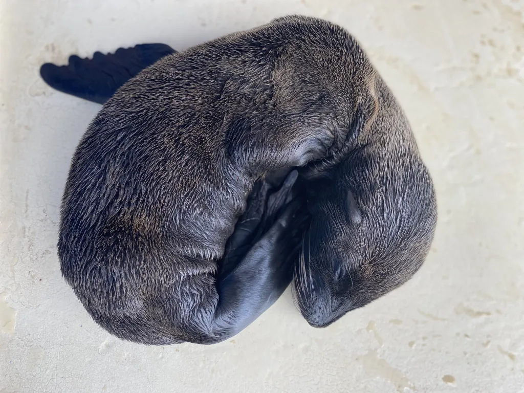 Nace en Marineland Mallorca un nuevo león marino californiano