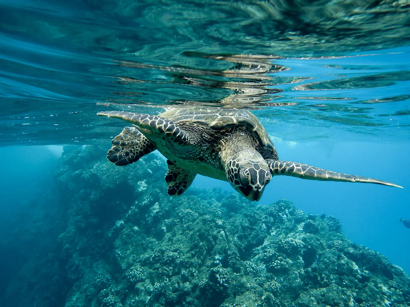 Tortuga verde