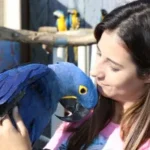Exhibición de aves