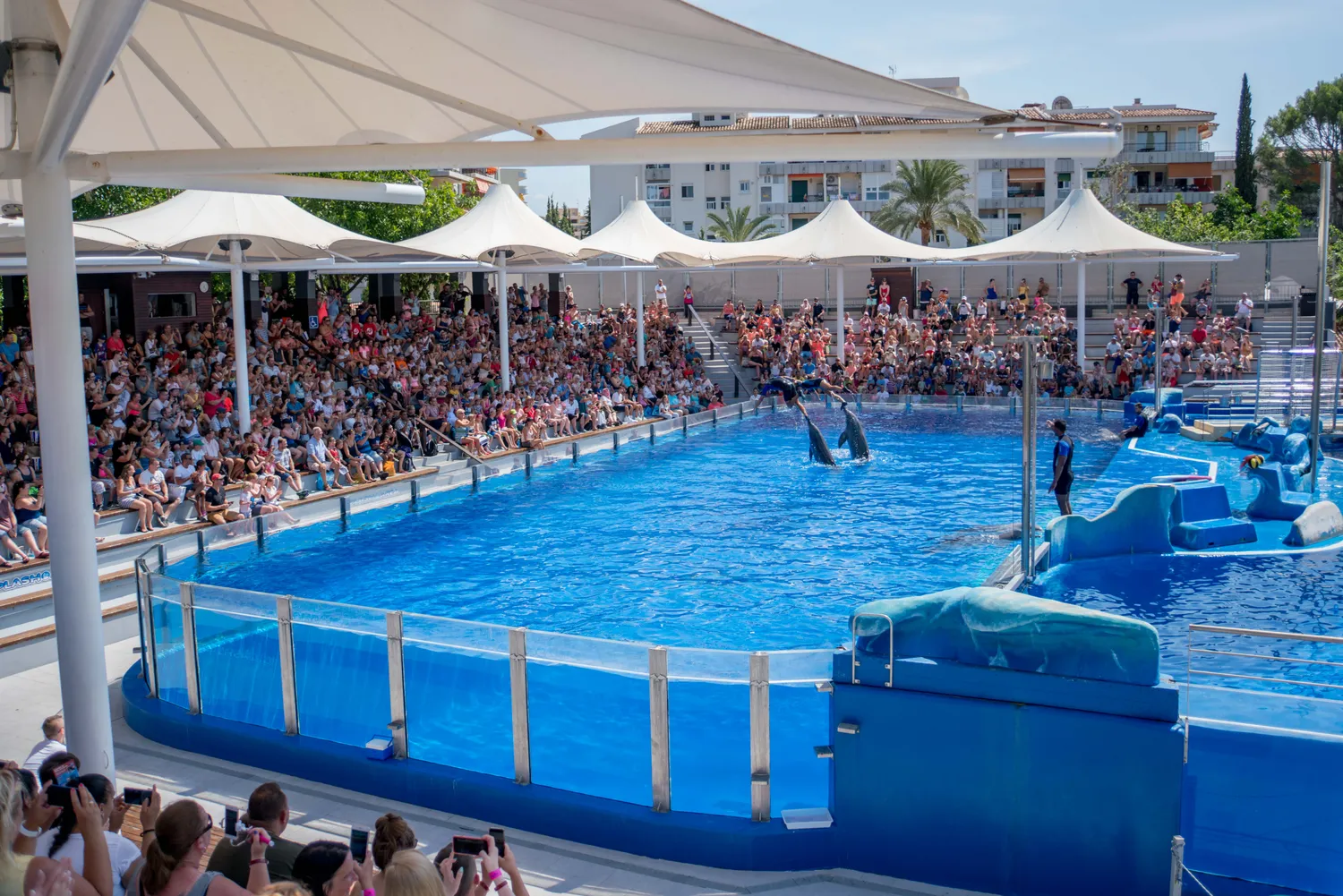 Marineland Mallorca Exhibición Animales