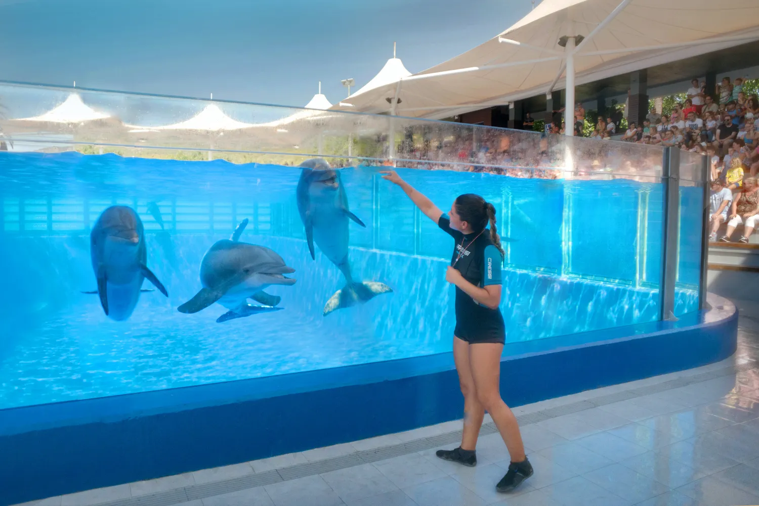 Marineland Mallorca Exhibición Animales