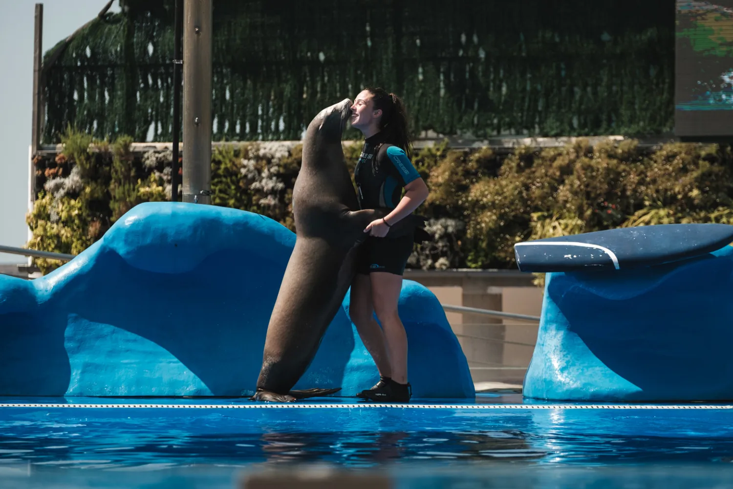 Marineland Mallorca Exhibición Leones Marinos