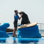 Marineland Mallorca Exhibición Leones Marinos