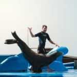 Marineland Mallorca Exhibición Leones Marinos
