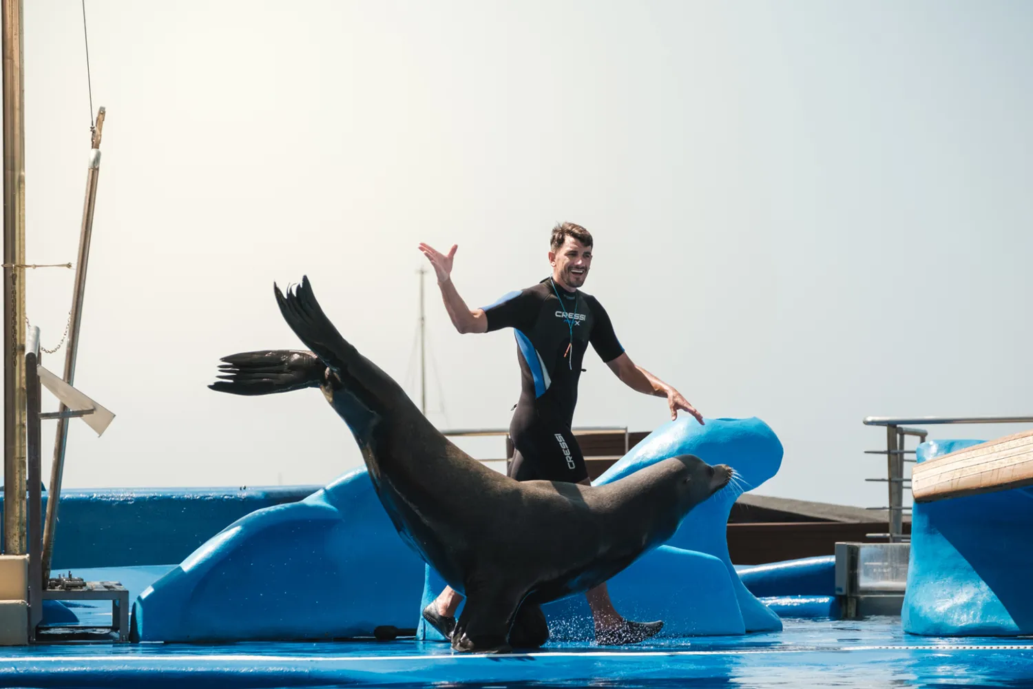 Marineland Mallorca Exhibición Leones Marinos