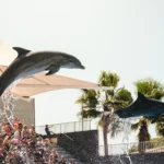 Marineland Mallorca Exhibición Animales