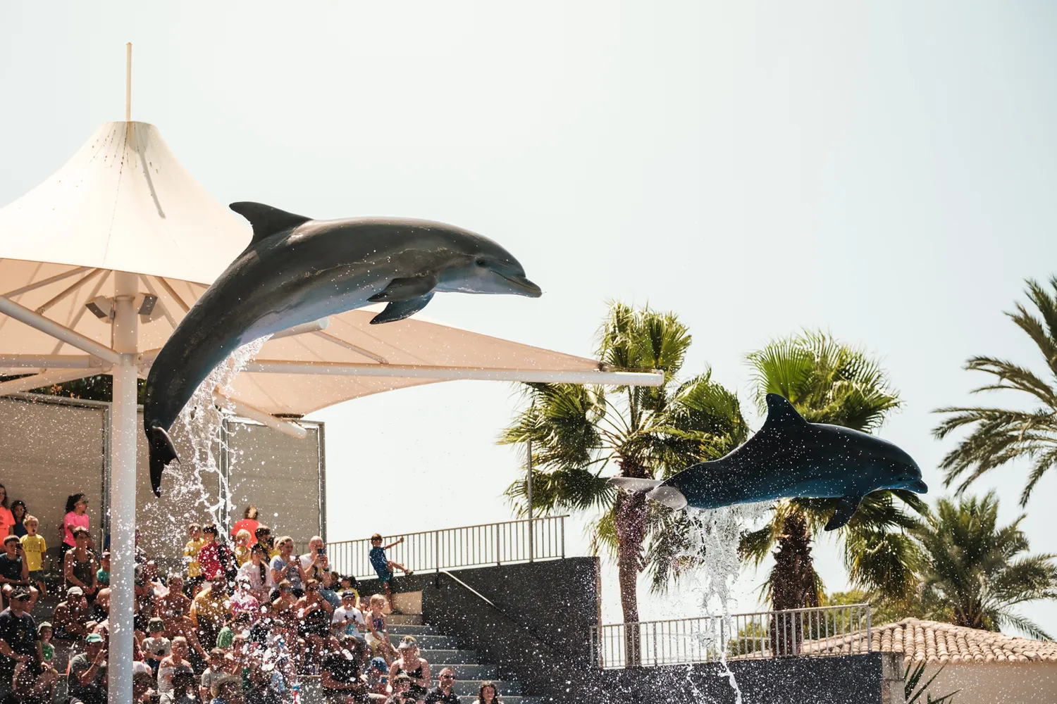 Marineland Mallorca Exhibición Animales