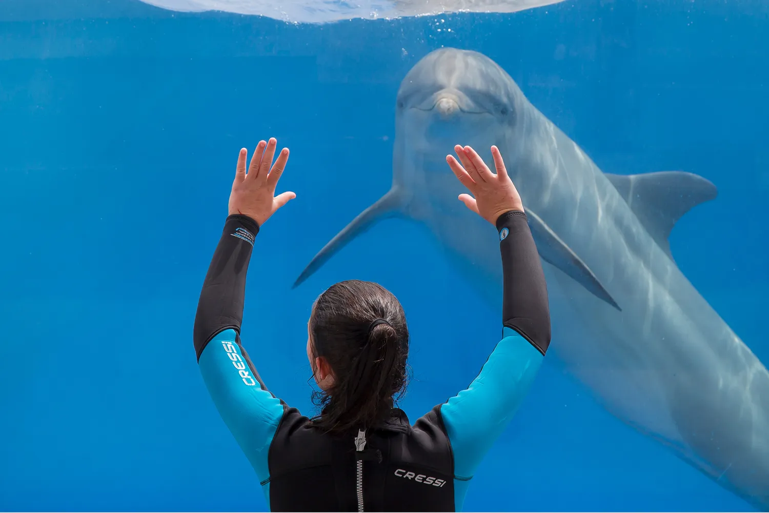 Marineland Mallorca Exhibición Animales