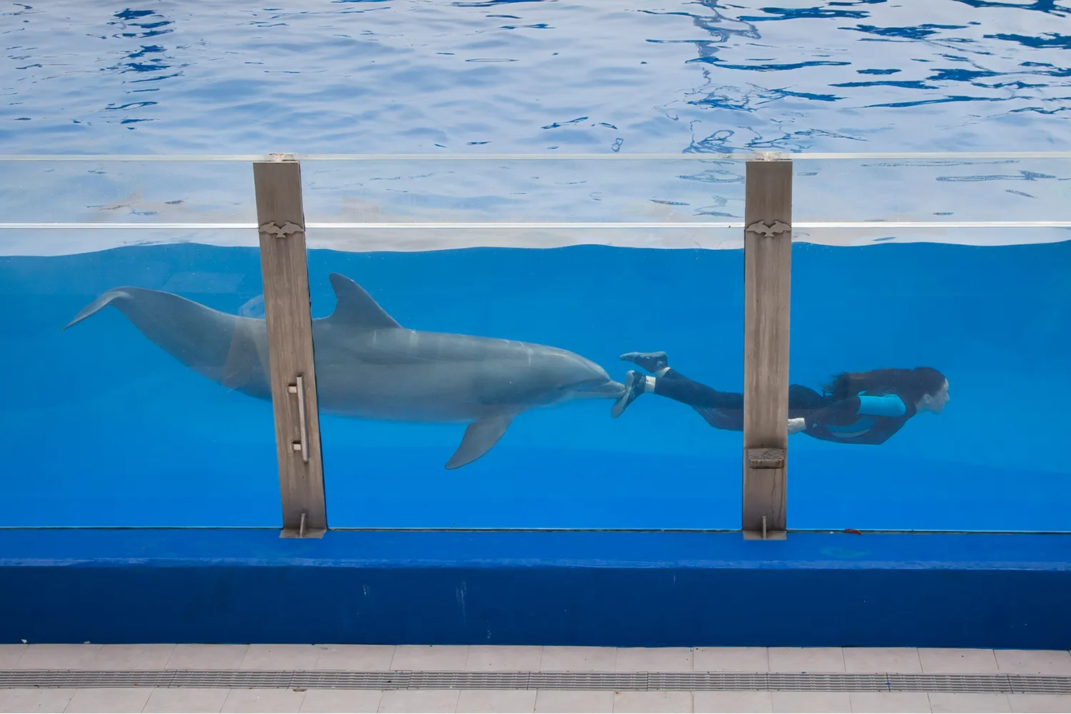 Marineland Mallorca Exhibición Animales