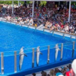 Marineland Mallorca Exhibición Animales