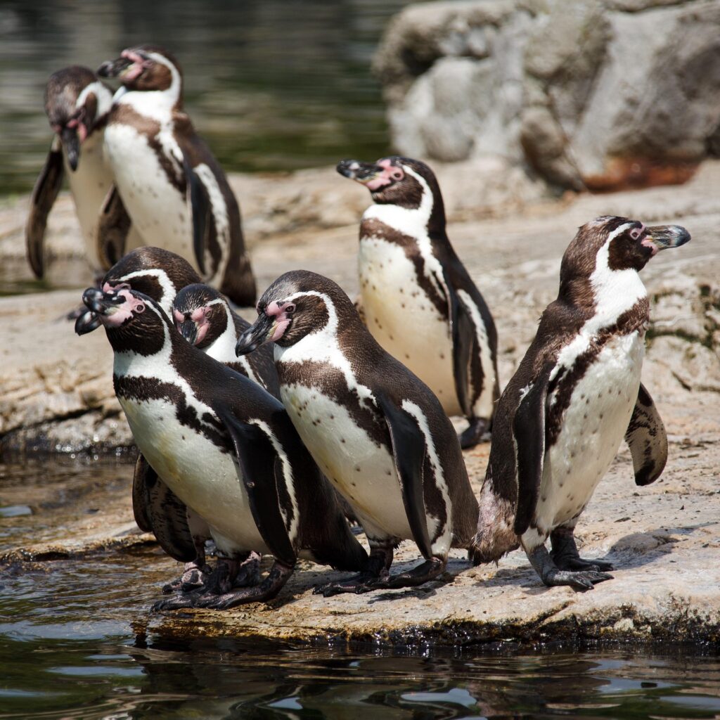 Pingüinos de Humboldt: características, hábitat y curiosidades