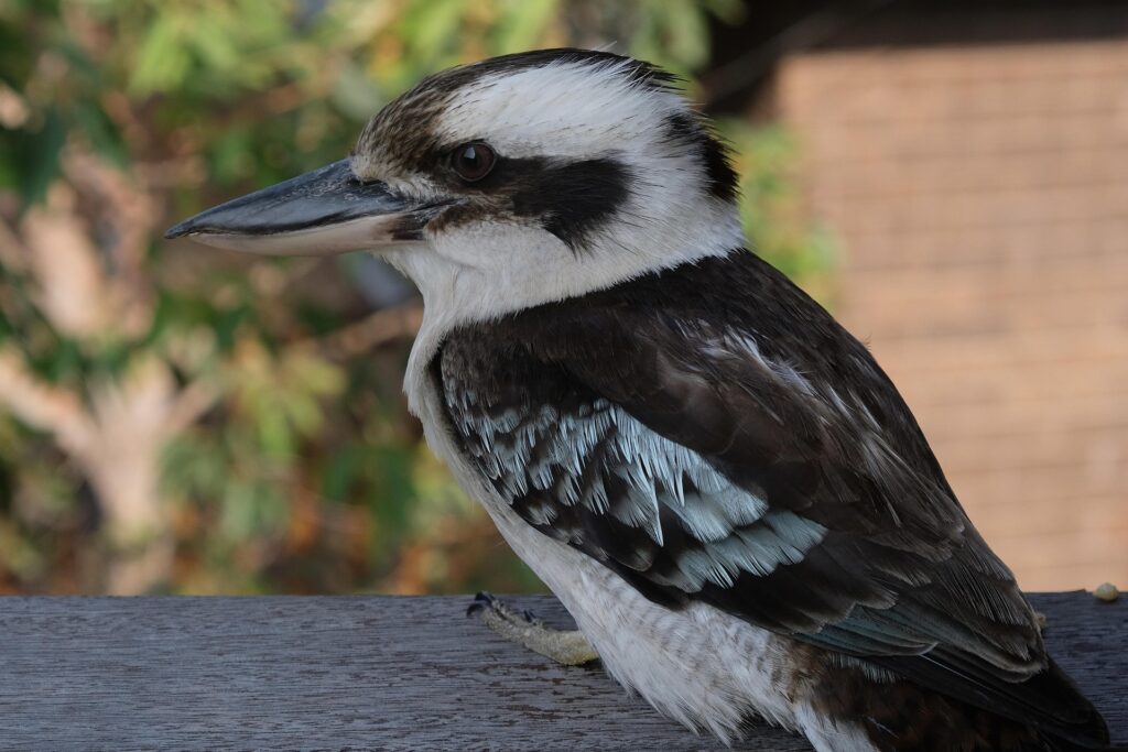 Kookaburra (Dacelo novaeguineae) : caractéristiques physiques, comportement et curiosités